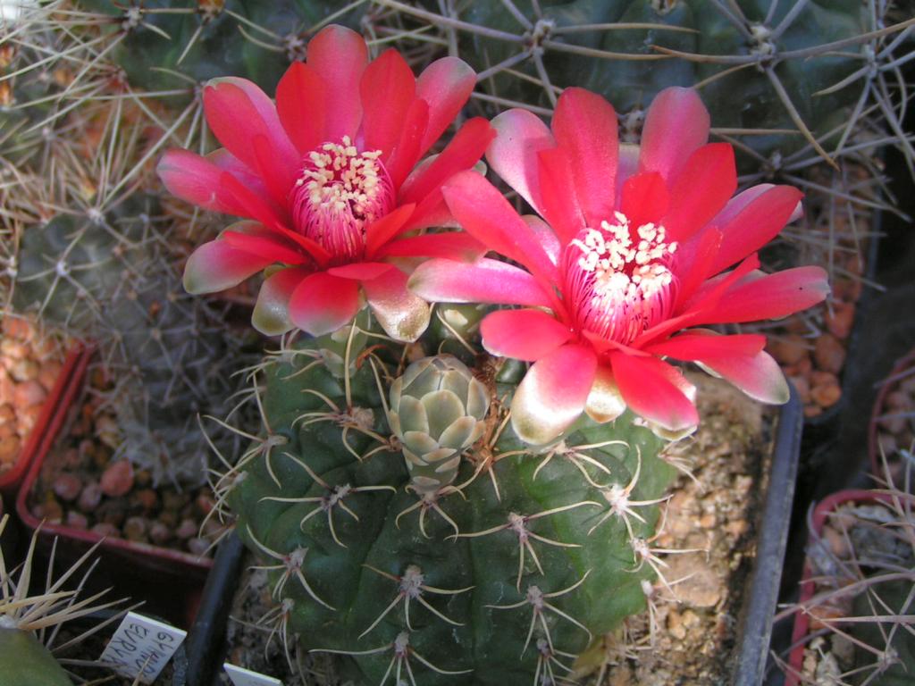 Gymnocalycium baldianum